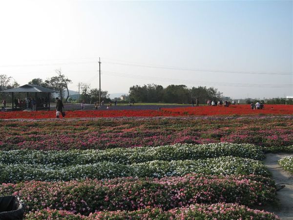 花市一景