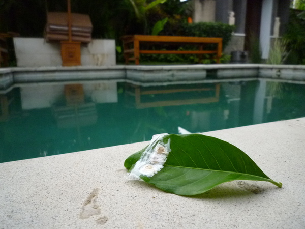 P1000903.JPG