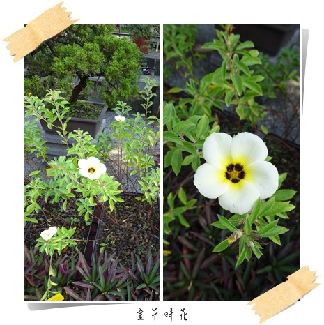 2樓陽台 金午時花 昕麟庭園藝有限公司 痞客邦