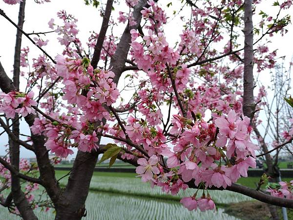 羅莊櫻花步道