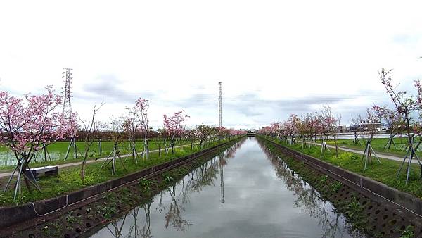 羅莊櫻花步道