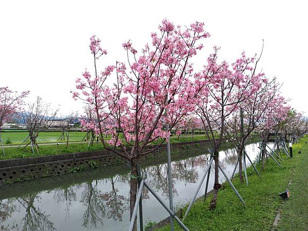 羅莊櫻花步道