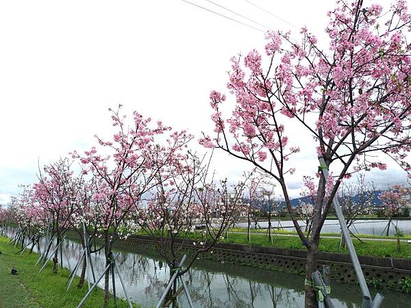 羅莊櫻花步道