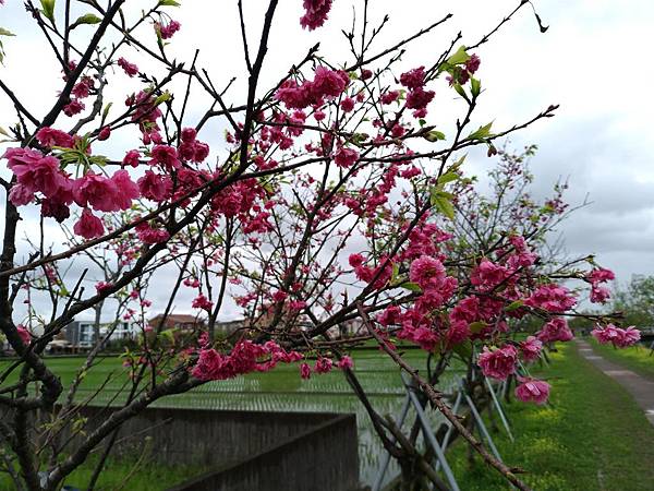 羅莊櫻花步道