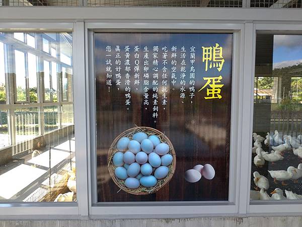 宜蘭礁溪景點【甲鳥園】下雨天也可以在室內餵鴨鴨喔！五星級清水