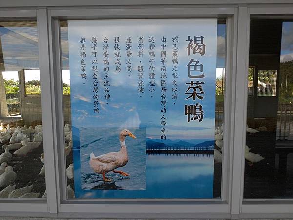 宜蘭礁溪景點【甲鳥園】下雨天也可以在室內餵鴨鴨喔！五星級清水