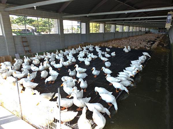 宜蘭礁溪景點【甲鳥園】下雨天也可以在室內餵鴨鴨喔！五星級清水