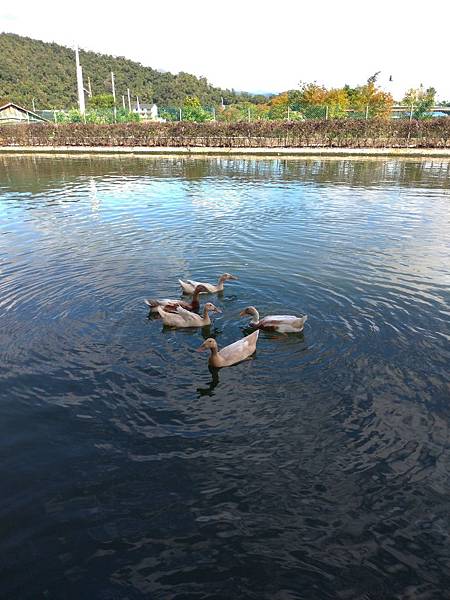 宜蘭礁溪景點【甲鳥園】下雨天也可以在室內餵鴨鴨喔！五星級清水