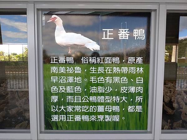 宜蘭礁溪景點【甲鳥園】下雨天也可以在室內餵鴨鴨喔！五星級清水