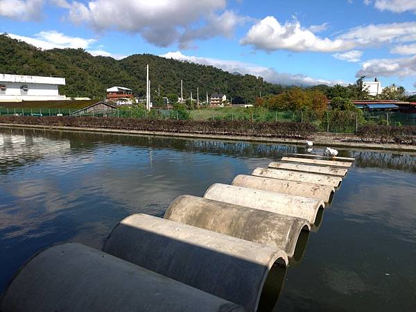 宜蘭礁溪景點【甲鳥園】下雨天也可以在室內餵鴨鴨喔！五星級清水