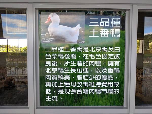 宜蘭礁溪景點【甲鳥園】下雨天也可以在室內餵鴨鴨喔！五星級清水