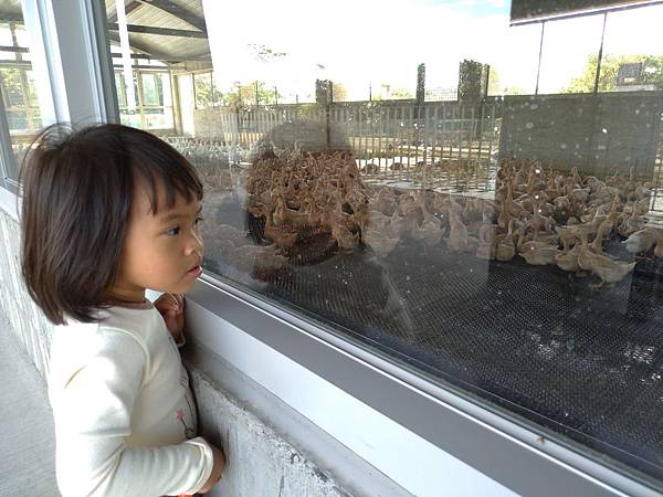 宜蘭礁溪景點【甲鳥園】下雨天也可以在室內餵鴨鴨喔！五星級清水