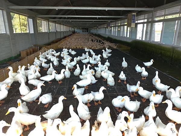 宜蘭礁溪景點【甲鳥園】下雨天也可以在室內餵鴨鴨喔！五星級清水