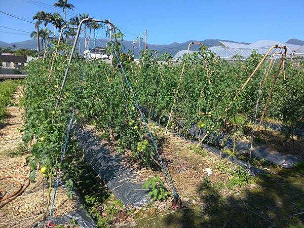 宜蘭室內景點∣溫室番茄園【藤結教育農場】桃太郎番茄，玉女番茄