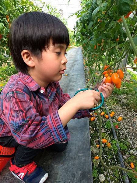 宜蘭室內景點∣溫室番茄園【藤結教育農場】桃太郎番茄，玉女番茄