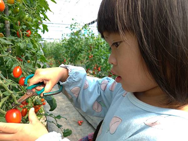 宜蘭室內景點∣溫室番茄園【藤結教育農場】桃太郎番茄，玉女番茄