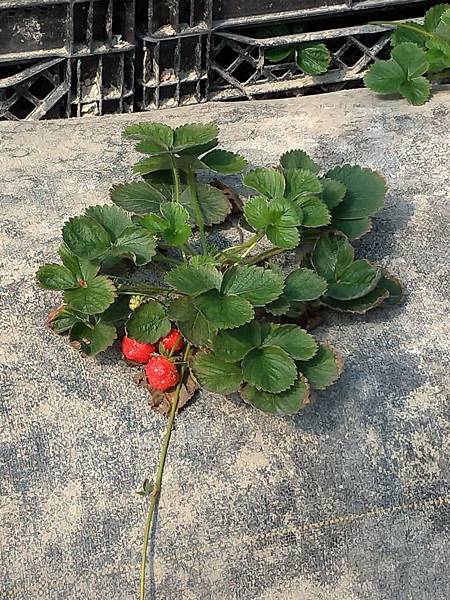 宜蘭室內景點∣溫室番茄園【藤結教育農場】桃太郎番茄，玉女番茄