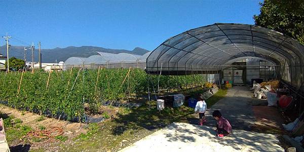 宜蘭室內景點∣溫室番茄園【藤結教育農場】桃太郎番茄，玉女番茄