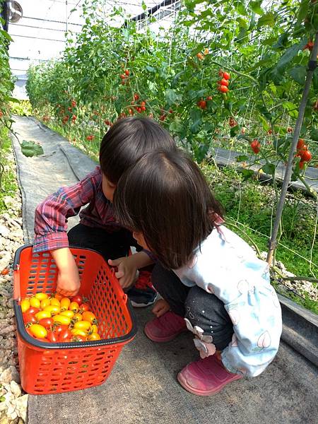 宜蘭室內景點∣溫室番茄園【藤結教育農場】桃太郎番茄，玉女番茄