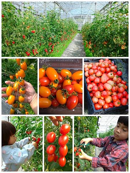 宜蘭室內景點∣溫室番茄園【藤結教育農場】桃太郎番茄，玉女番茄