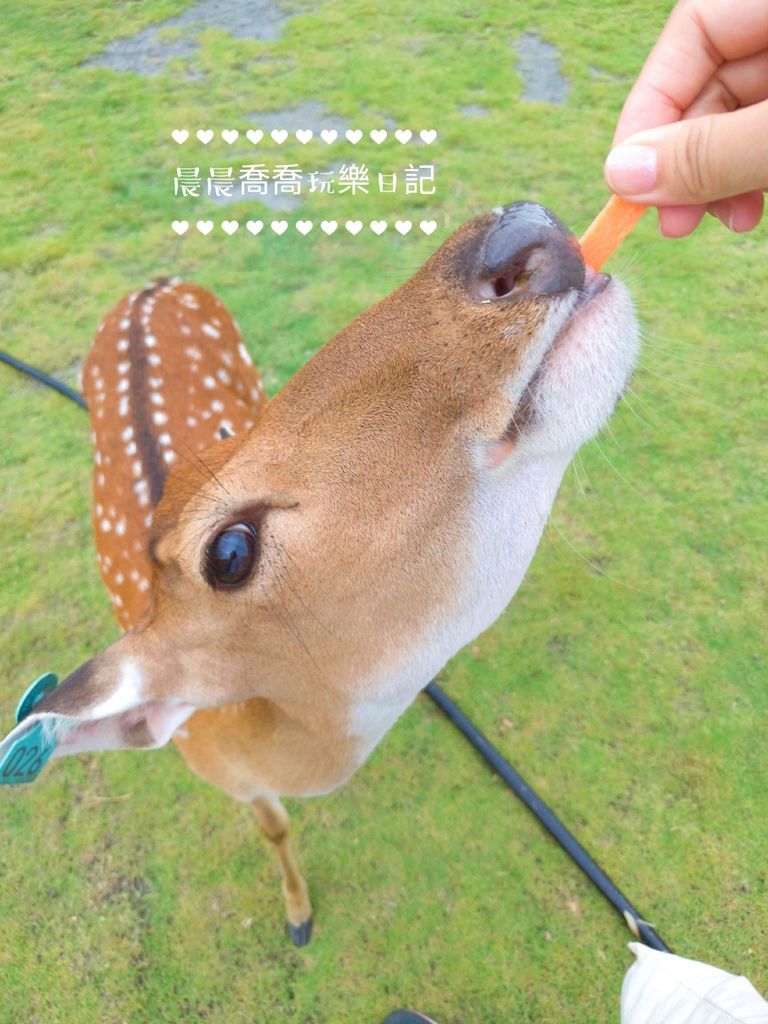 宜兰景点斑比山丘