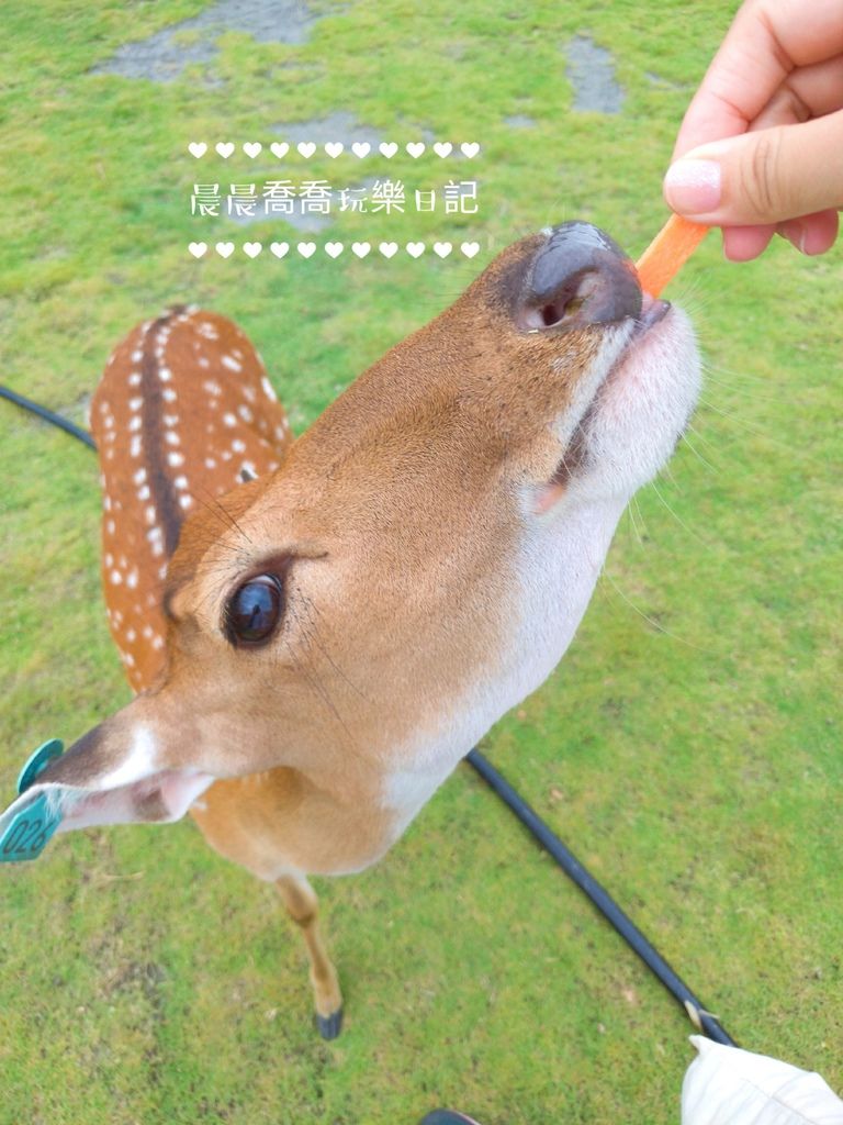 宜蘭景點斑比山丘