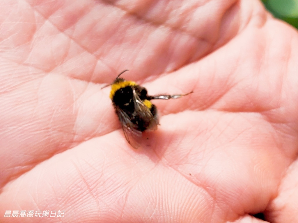 宜蘭親子景點宜蘭採番茄推薦花弄影農場