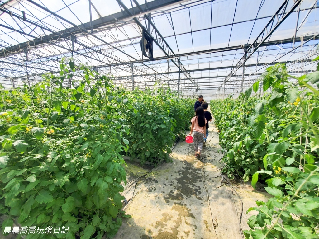 宜蘭親子景點宜蘭採番茄推薦花弄影農場