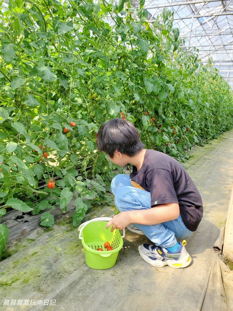 宜蘭親子景點宜蘭採番茄推薦花弄影農場