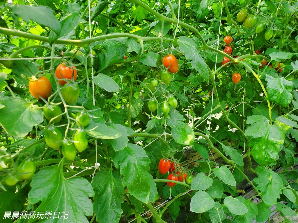 宜蘭親子景點宜蘭採番茄推薦花弄影農場