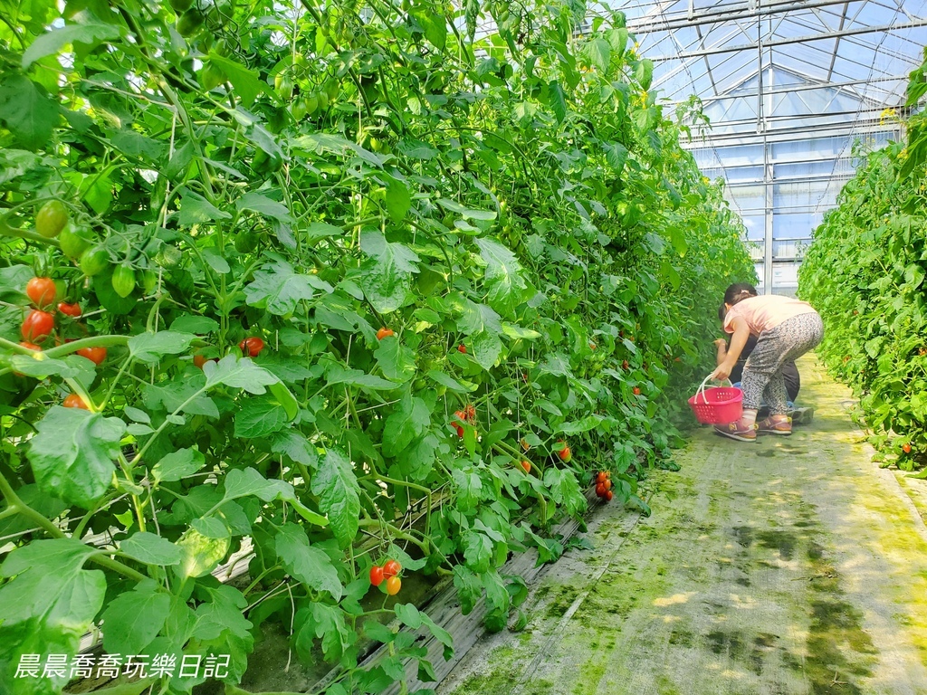 宜蘭親子景點宜蘭採番茄推薦花弄影農場