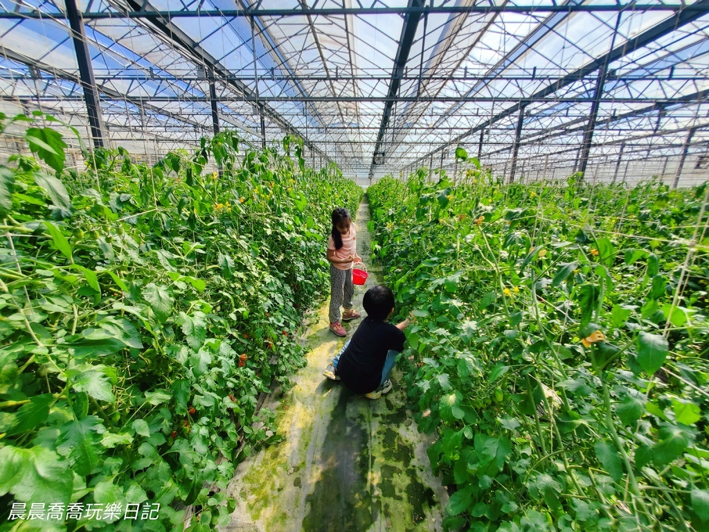 宜蘭親子景點宜蘭採番茄推薦花弄影農場