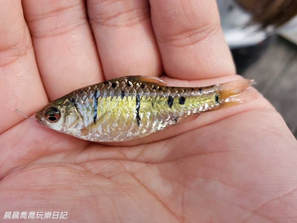 卡稻農釣魚遊程宜蘭一日遊行程推薦宜蘭親子景點