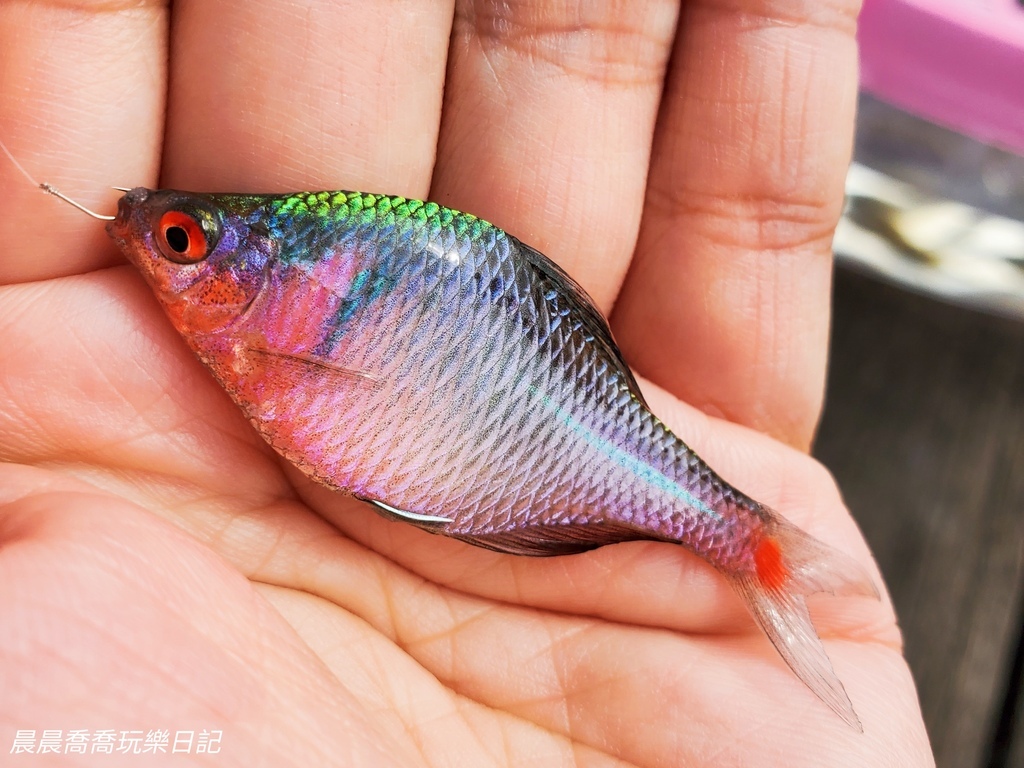 卡稻農釣魚遊程宜蘭一日遊行程推薦宜蘭親子景點