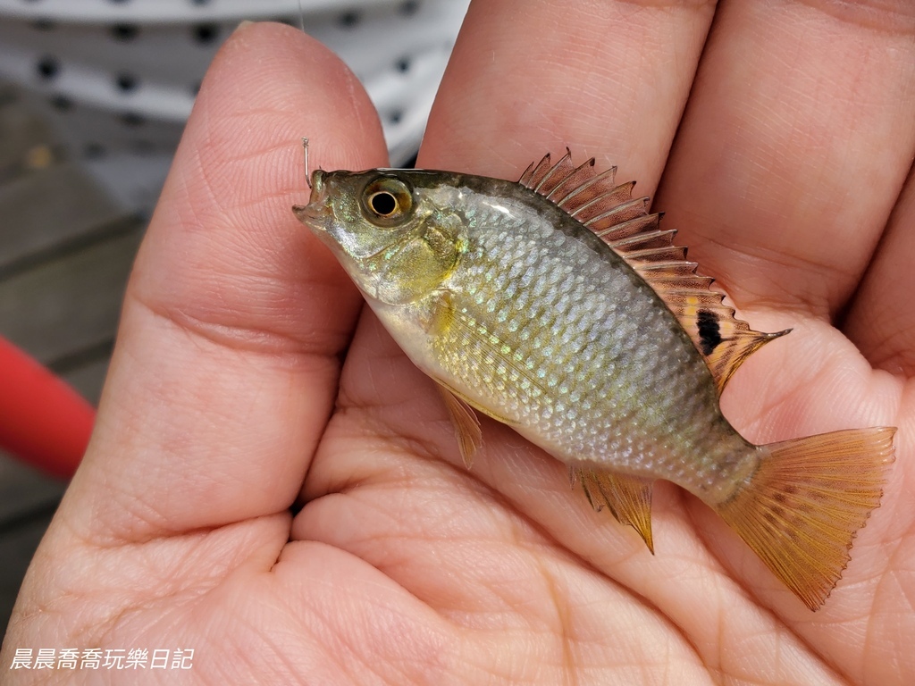 卡稻農釣魚遊程宜蘭一日遊行程推薦宜蘭親子景點