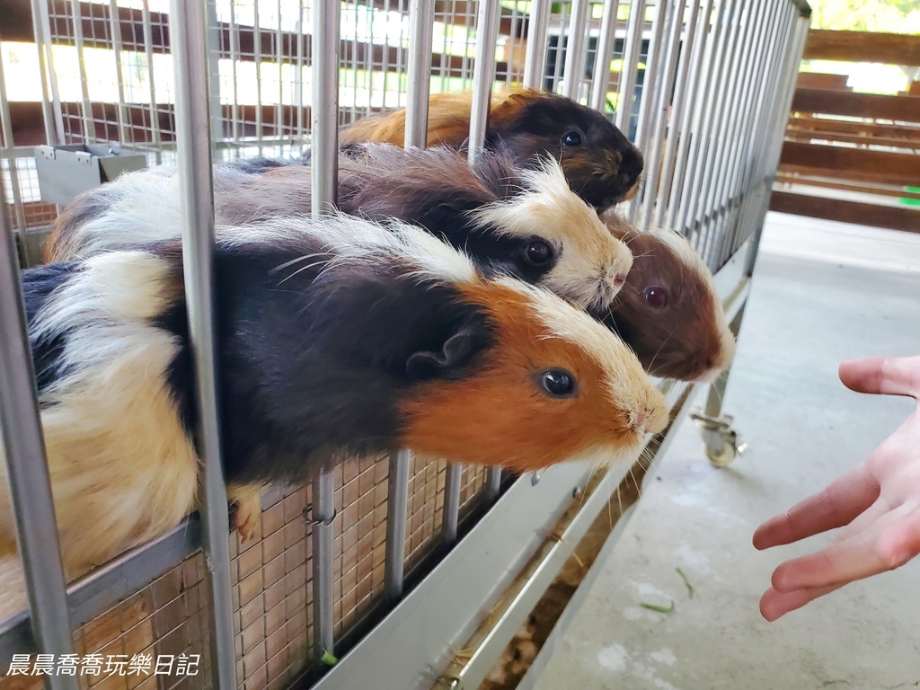 宜蘭農場推薦【心花鹿Fun】宜蘭親子景點宜蘭冬山景點