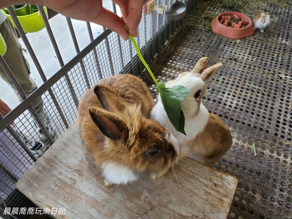 宜蘭農場推薦【心花鹿Fun】宜蘭親子景點宜蘭冬山景點