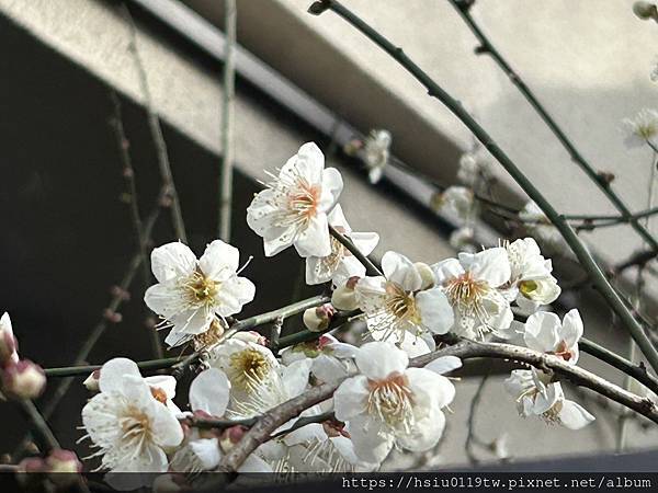 🌸大和散策Day 2-搭路電賞味 上高樓培養勇氣