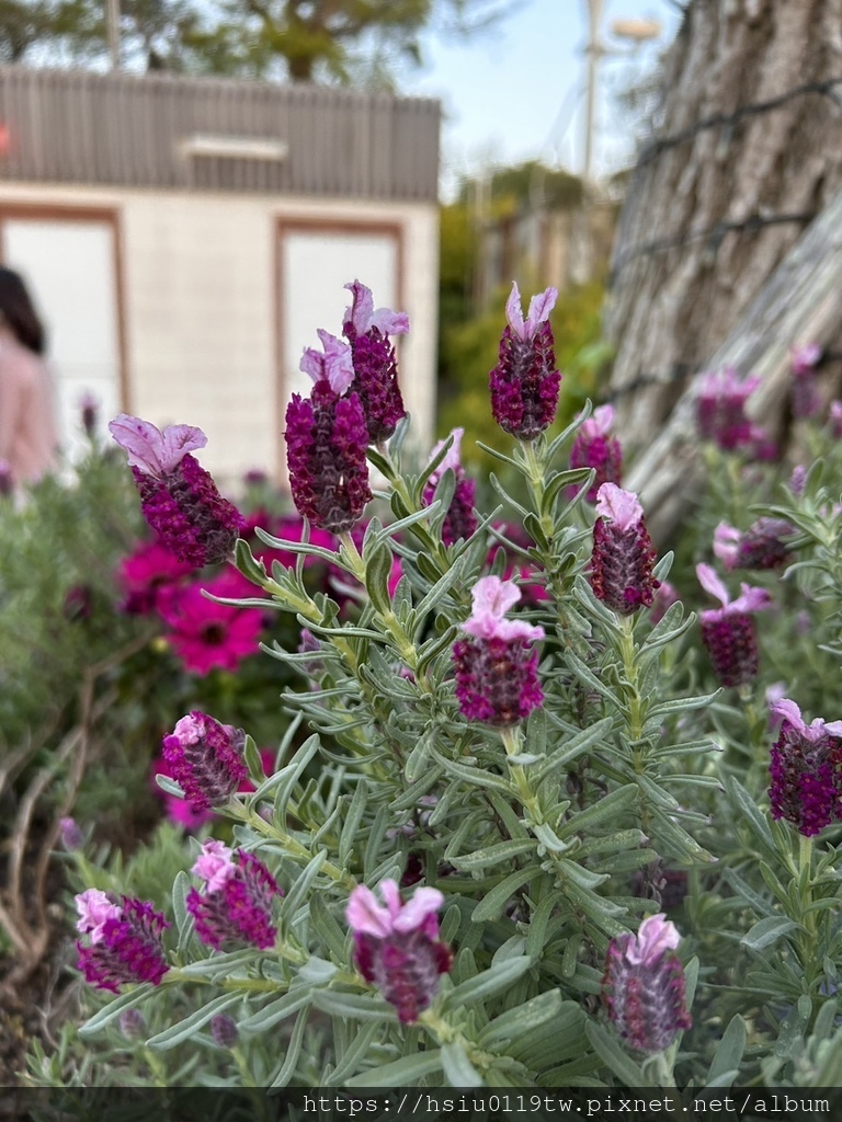 🌸櫻櫻美代誌Day 2-堅持就會看見希望