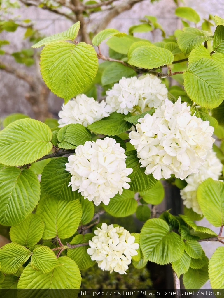 🌸櫻櫻美代誌Day 2-堅持就會看見希望