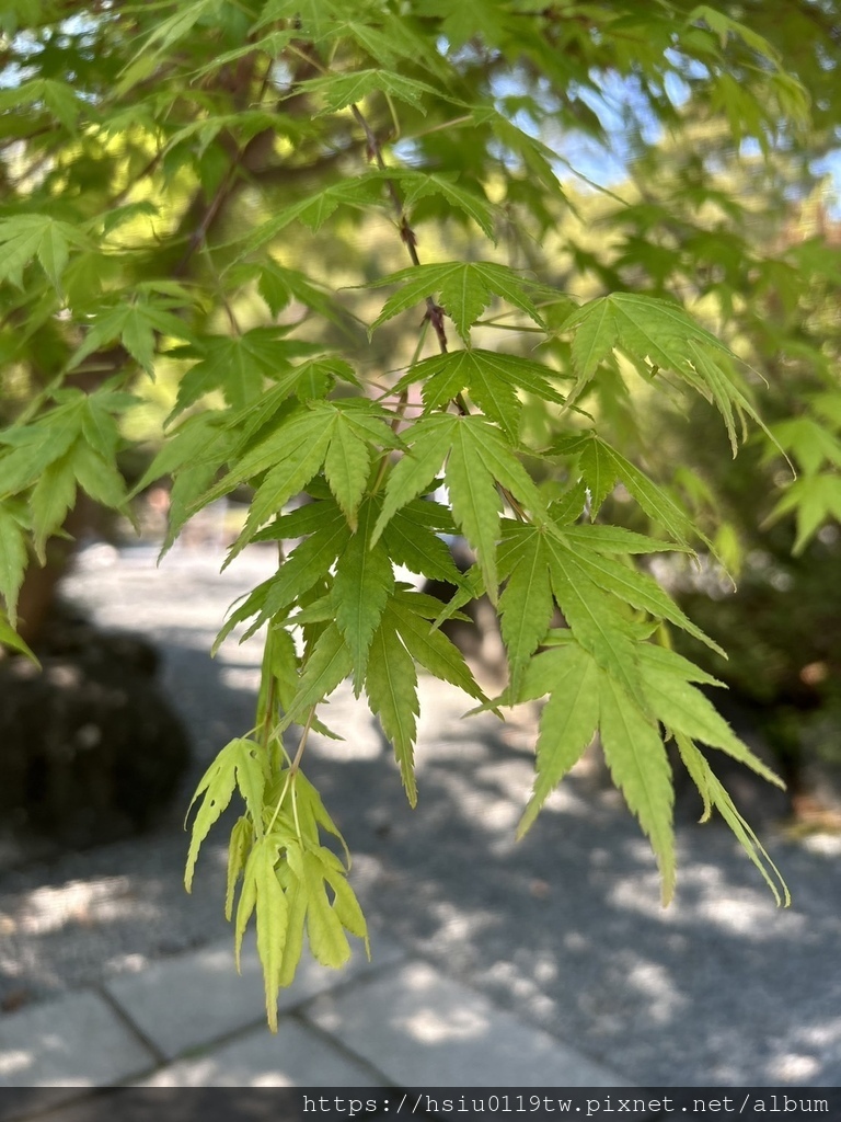 🌸櫻櫻美代誌Day 2-堅持就會看見希望