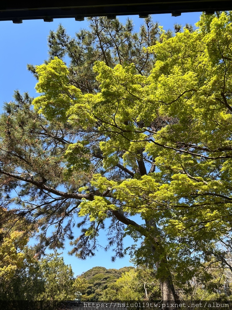 🌸櫻櫻美代誌Day 2-堅持就會看見希望