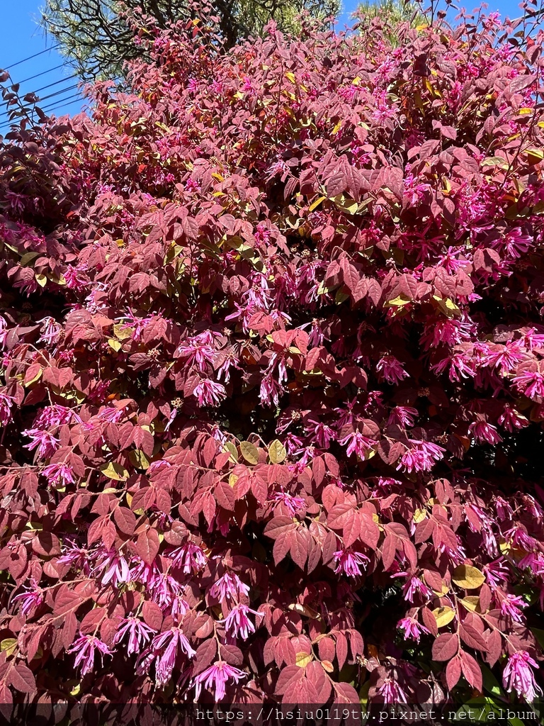 🌸櫻櫻美代誌Day 2-堅持就會看見希望