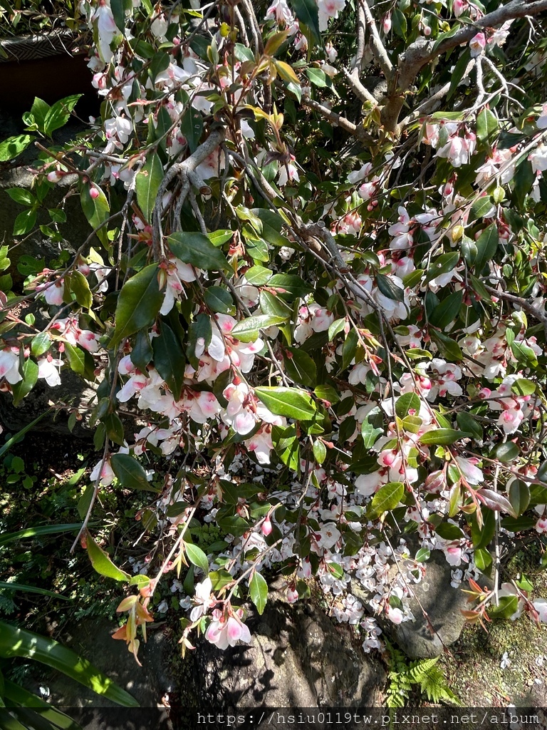 🌸櫻櫻美代誌Day 2-堅持就會看見希望