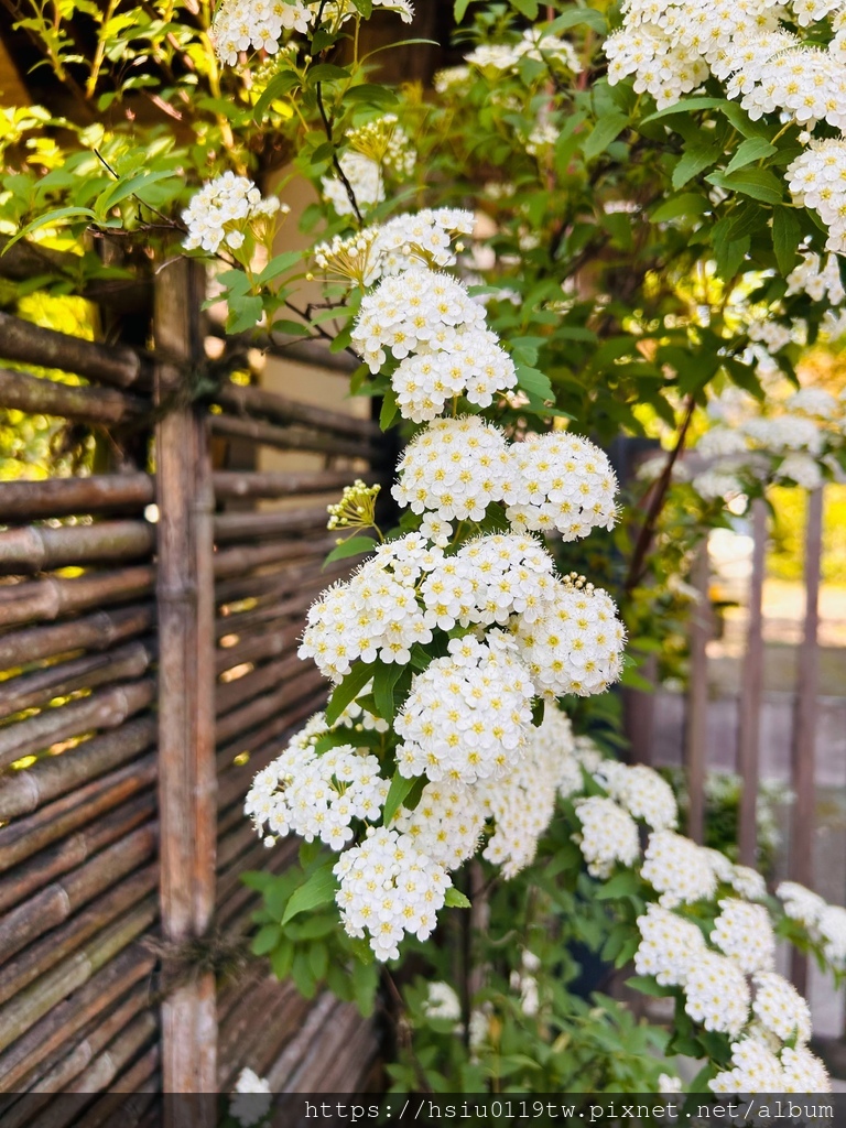 🌸櫻櫻美代誌Day 2-堅持就會看見希望