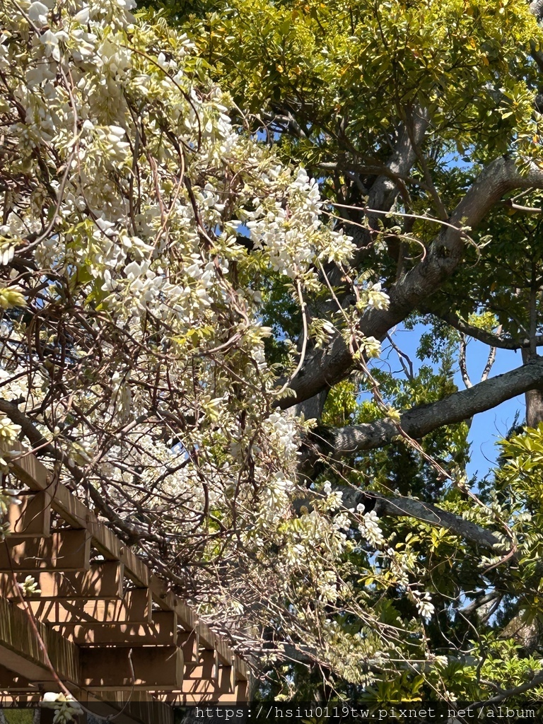 🌸櫻櫻美代誌Day 2-堅持就會看見希望