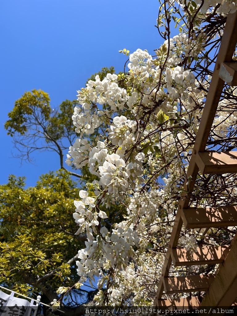 🌸櫻櫻美代誌Day 2-堅持就會看見希望