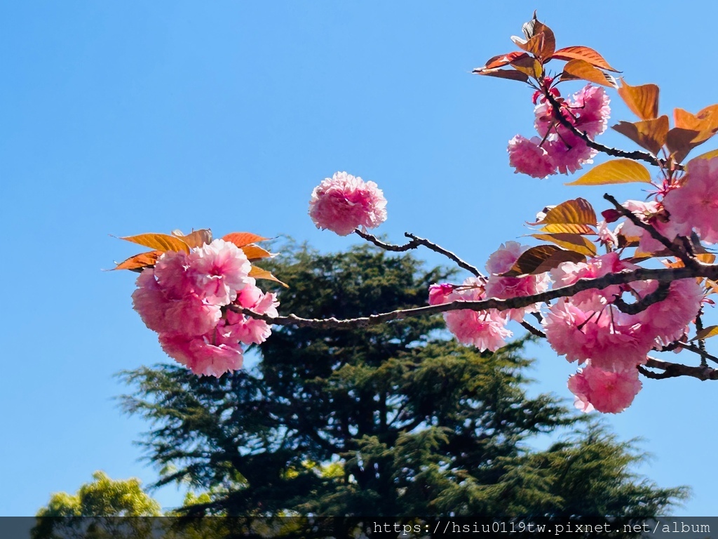 🌸櫻櫻美代誌Day 2-堅持就會看見希望