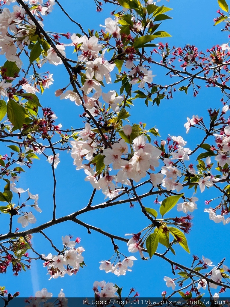 🌸櫻櫻美代誌Day 2-堅持就會看見希望