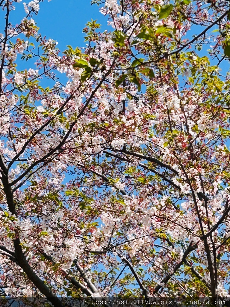 🌸櫻櫻美代誌Day 2-堅持就會看見希望